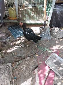 ayam siam betina