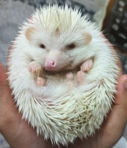 Hedgehog/Landak Mini Albino