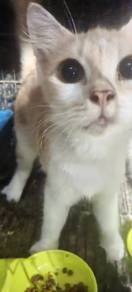 cat 10month old male