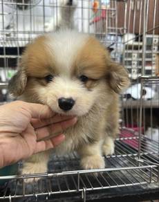 Long fur Male Corgi Puppy M3