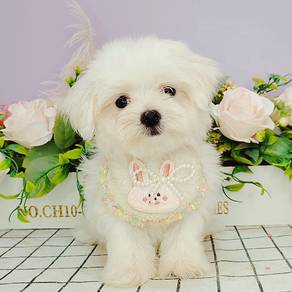 Maltese