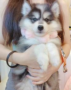 Husky