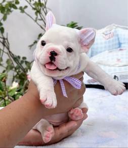 French Bulldog Puppy 002