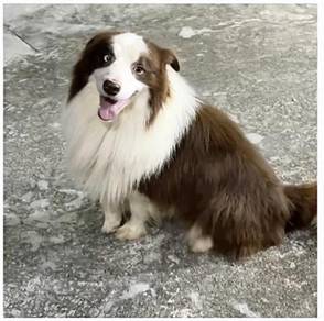 Border collie imported male for stud service