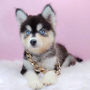 Pomsky