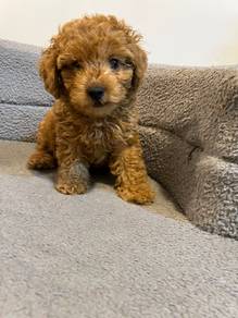 poodle puppy.