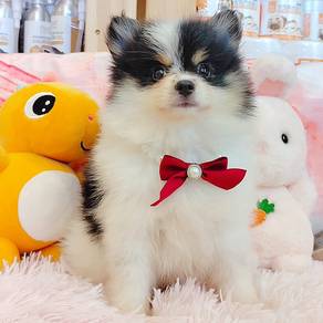 Pomeranian