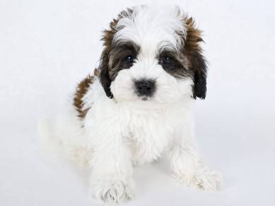 Floofy Shihpoo / Fluffy / Teddy Face / Companion D