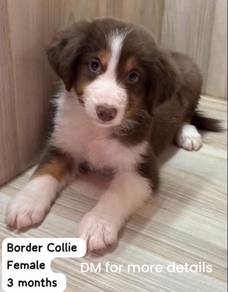 Border collie puppy for sale