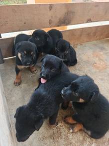 Belgium malinois X German Shepherd puppies