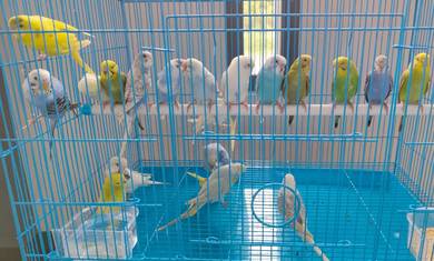 Budgies