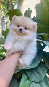 Pomeranian Puppy - 01