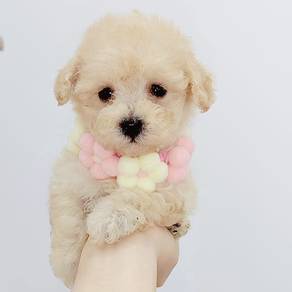 Poodle toy