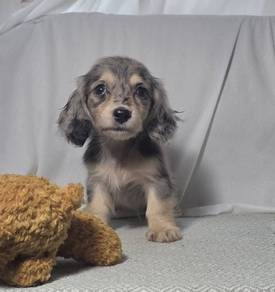 MINIATURE DACHSHUND PUPPIES R32🐻 Rabbit Size Girl