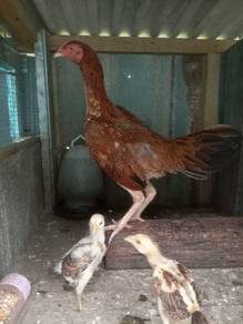 Ayam betina pama jalan