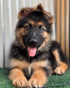 German Shepherd High Quality Female
