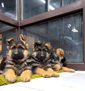 German Shepherd