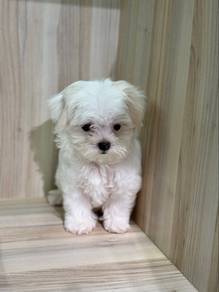 Maltese