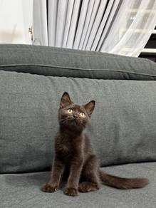 Bsh Black