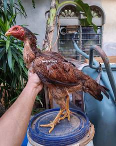 Ayam ganoi 