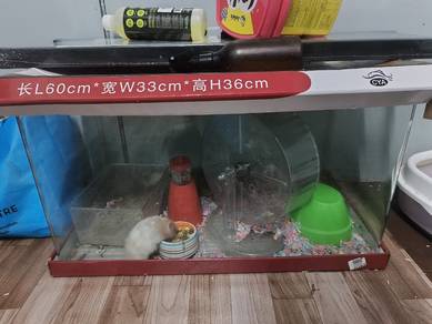 4 ekor syrian hamster,aquarium,Accessories 