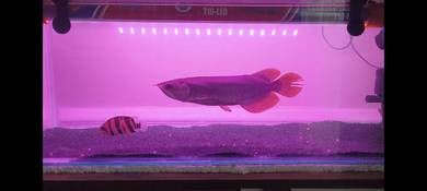 Red Banjar Arowana