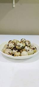 Telur puyuh berbenih untuk di tetas atau makan