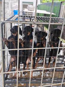 Rottweiler puppies