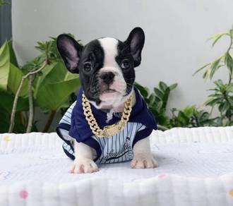 FRENCH BULLDOG PUPPIES VIP168🌻Cute & Healthy Boy