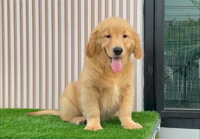Golden Retriever Puppy