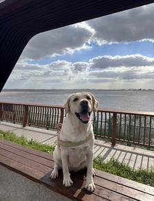 Labrador Retriever