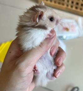 Big Bone Eyeliner Syrian Hamster