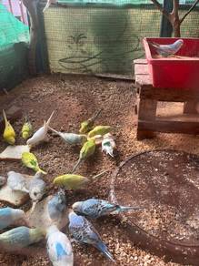 burung baji