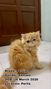 Kucing Parsi (Persian Cat)