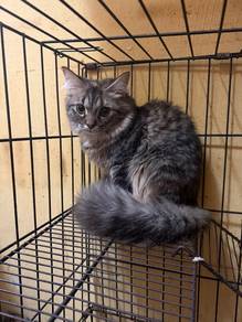 Maincoon Mix Persian Kitten