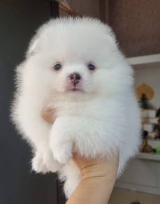 POMERANIAN PUPPIES A181 🌻 Sort of shine Girl