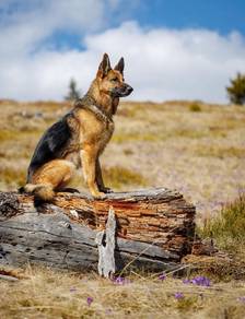 German Shepherd