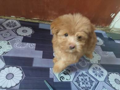 Maltipoo Comel Untuk Dijual