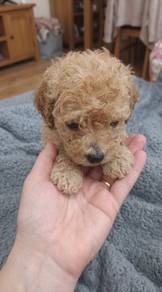 Toy Poodle Puppy