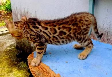 Female Bengal Kitten