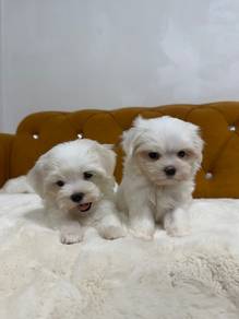 Maltese MKA