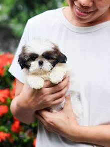shihtzu 