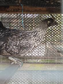 Ayam Cemani Betina Cross