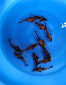 Japanese koi