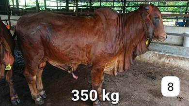 lembu korban raya haji 2026