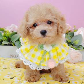 Toy Poodle