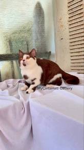 BSH British Shorthair Chocolate