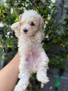 Tiny Poodle