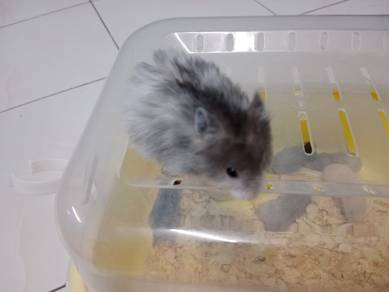 Syrian hamster 