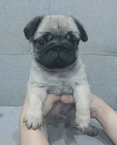 PUG PUPPIES 693 🌻 Male puppy